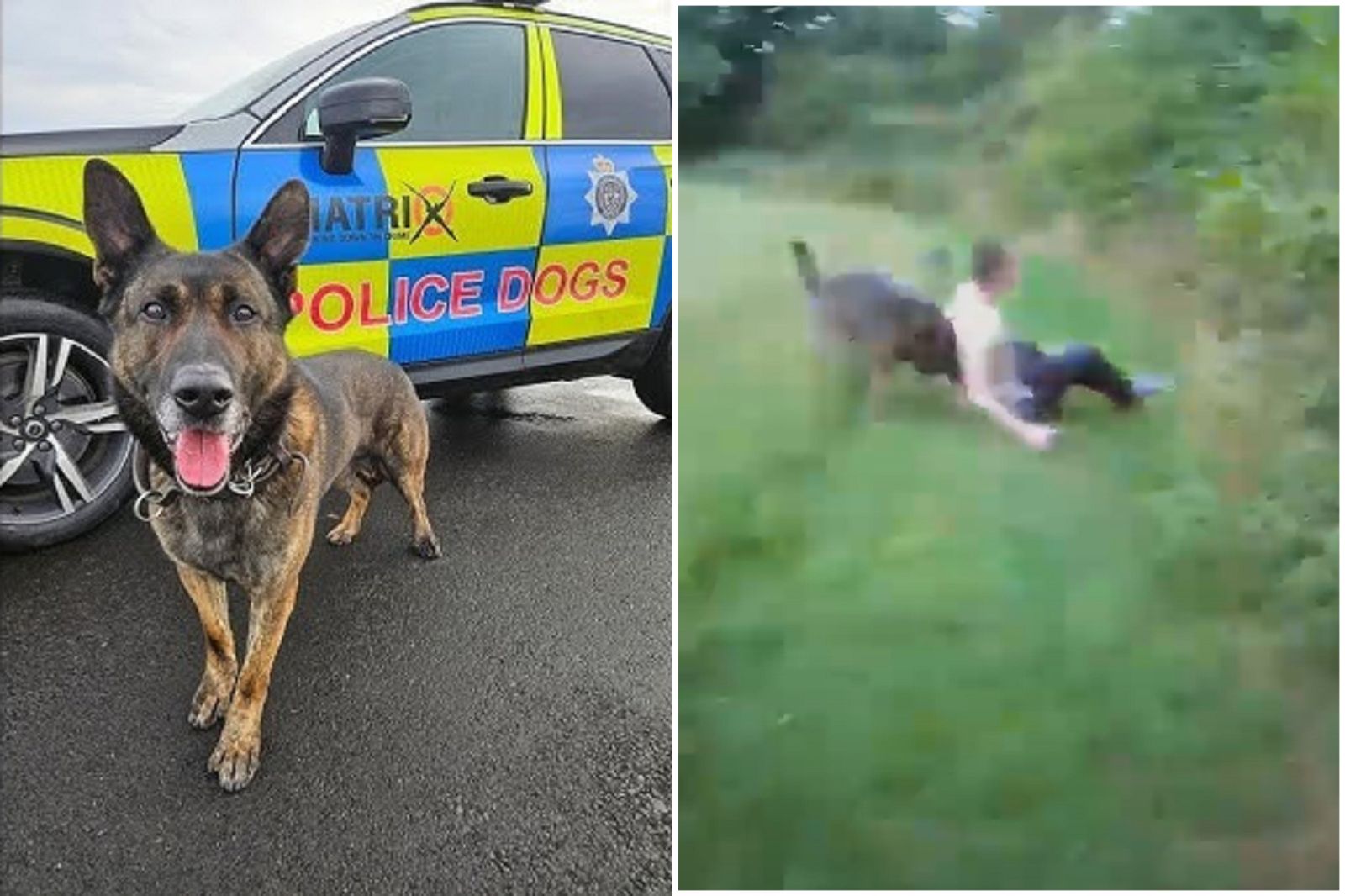警犬太威！精準逮到嫌犯　狠咬肉體脫褲全來