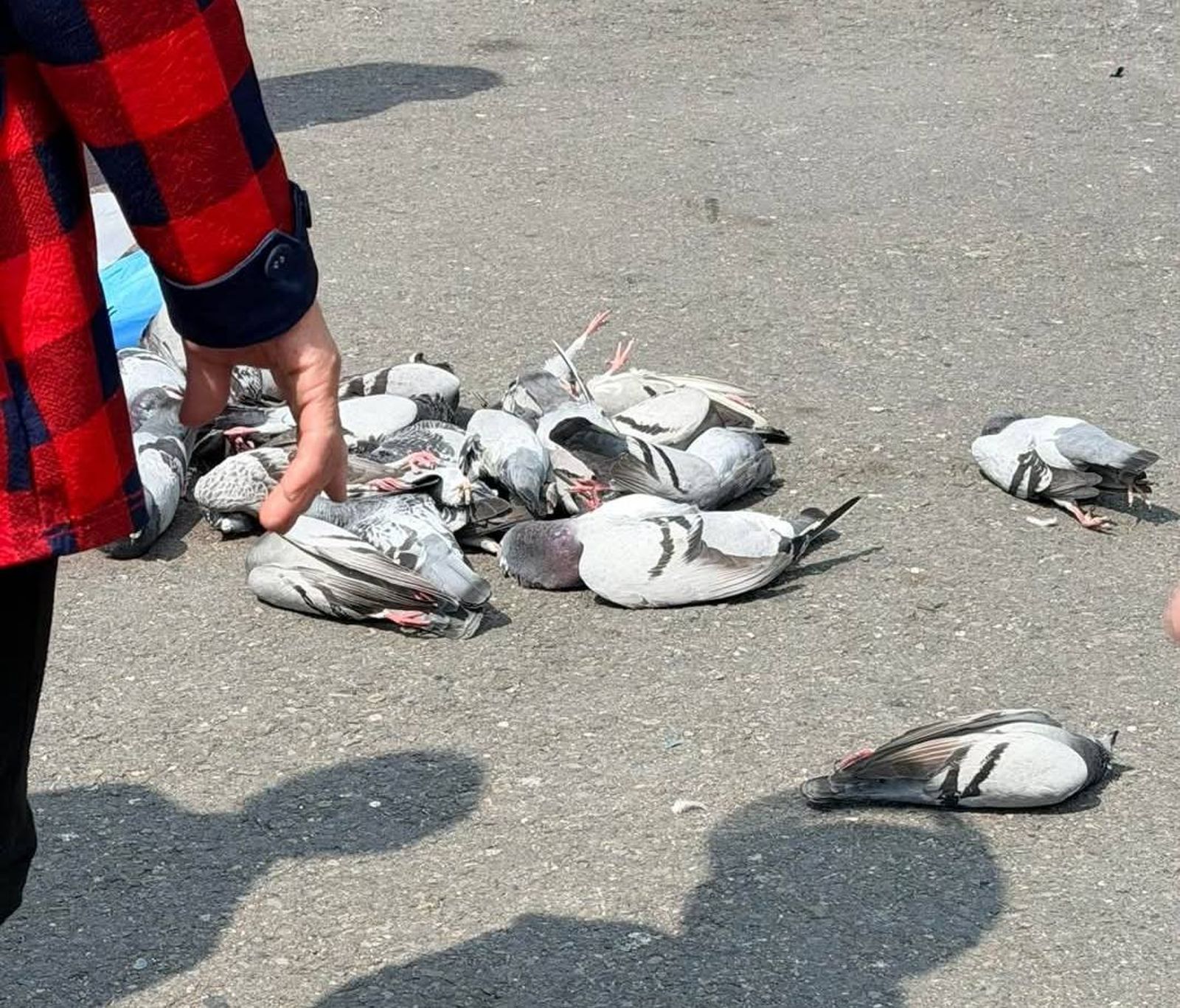 天降鴿屍！高雄林園宮廟前婦人疑撒「毒米」殺鴿　3分鐘後鴿群墜地亡