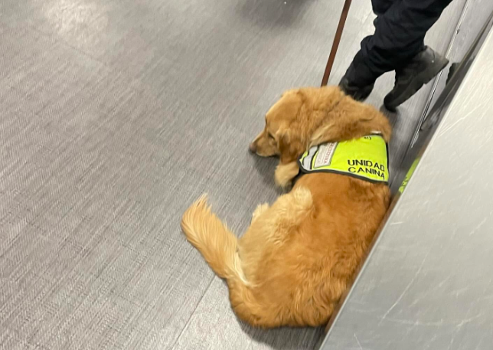 阿金緝毒犬「泡麵誤認違禁品」被海關怒吼！委屈模樣網友好心疼