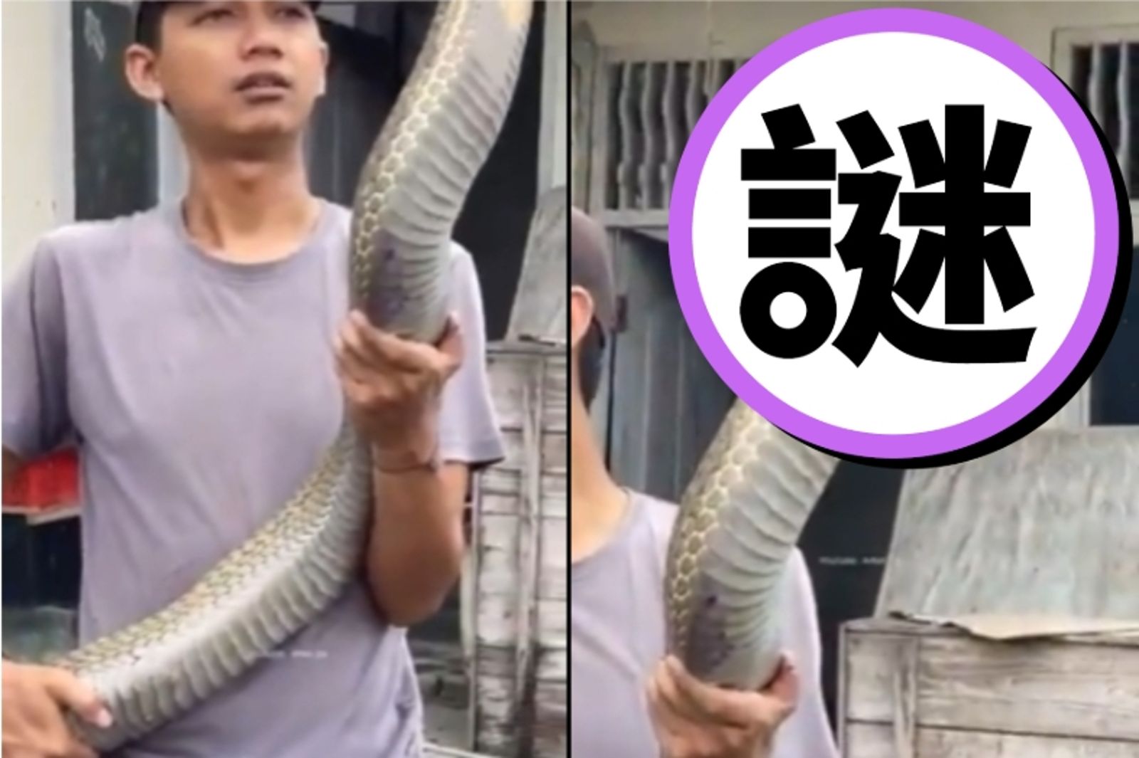 比人還高！印度男徒手舉起巨大眼鏡蛇王　11秒影片曝光網友嚇壞