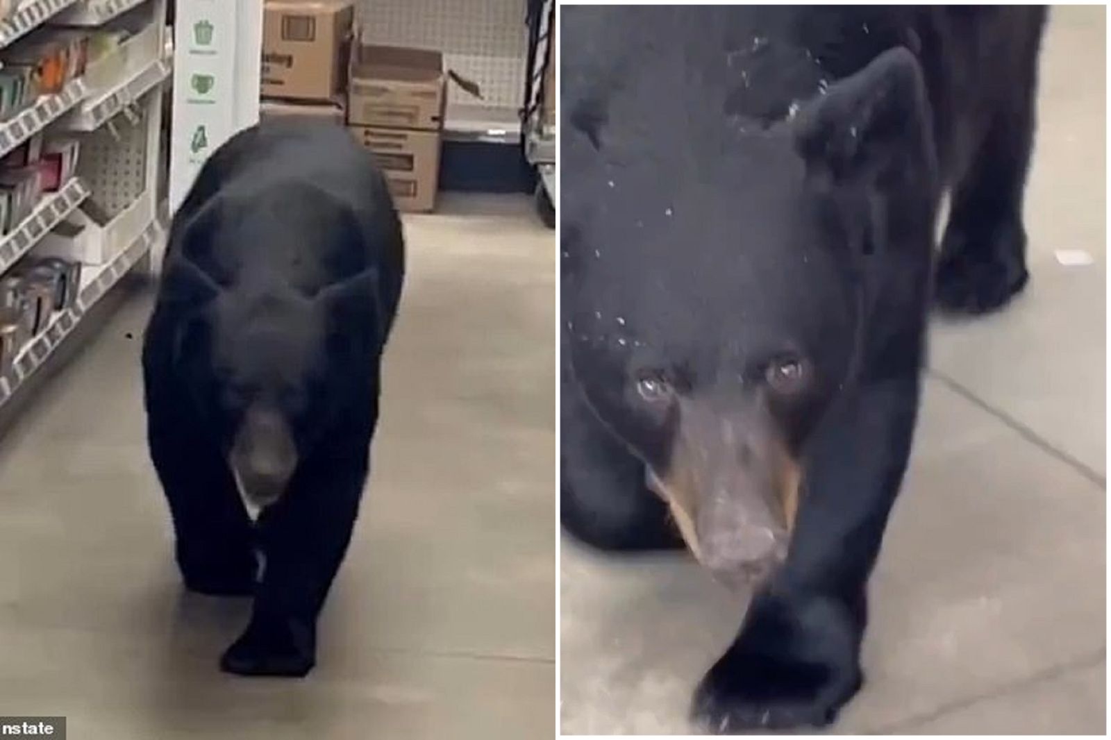 悲報！熊熊逛超市被控攻擊阿嬤、擾亂餐廳　慘遭安樂死
