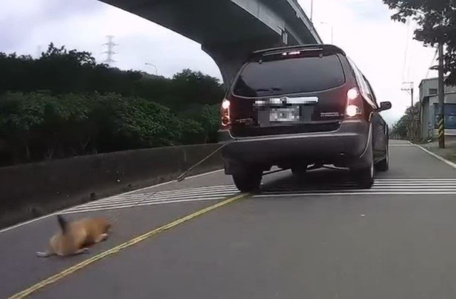 狗狗被遺忘慘被車拖行恐截肢　飼主喊「不是故意」處最重罰鍰還被黑名單