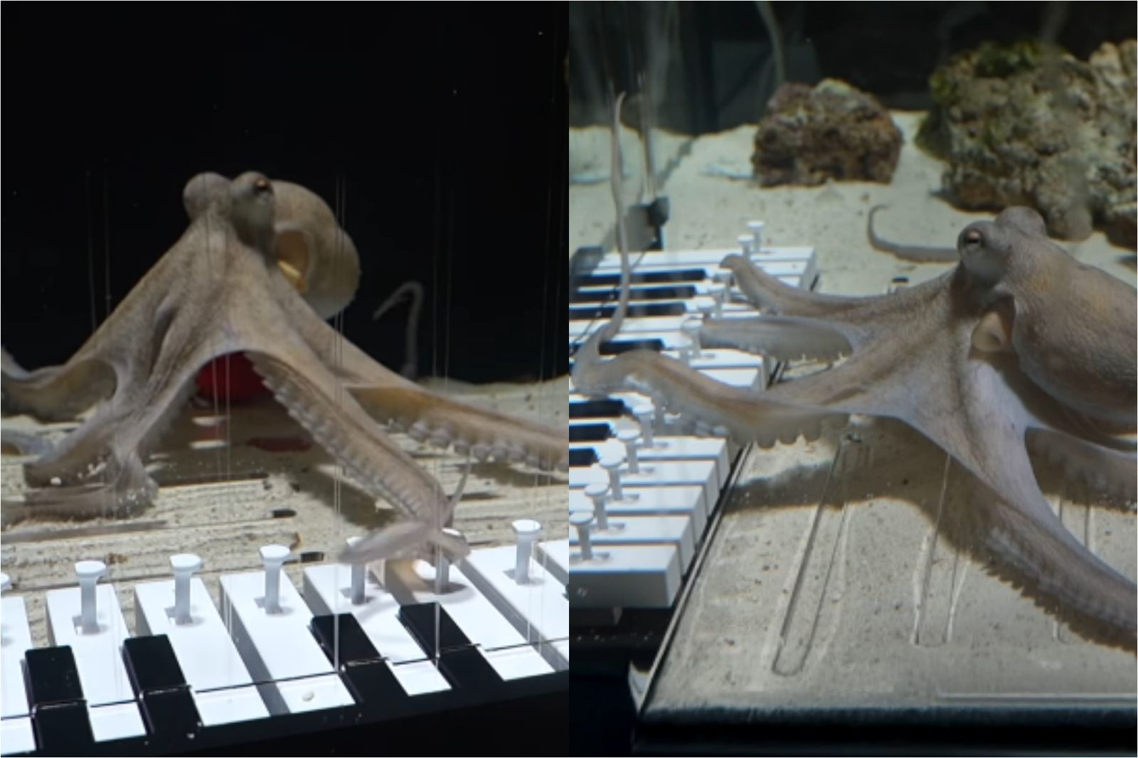 天才鋼琴家再+1！「章魚燒」花6月學會彈Baby Shark...震驚600萬網友