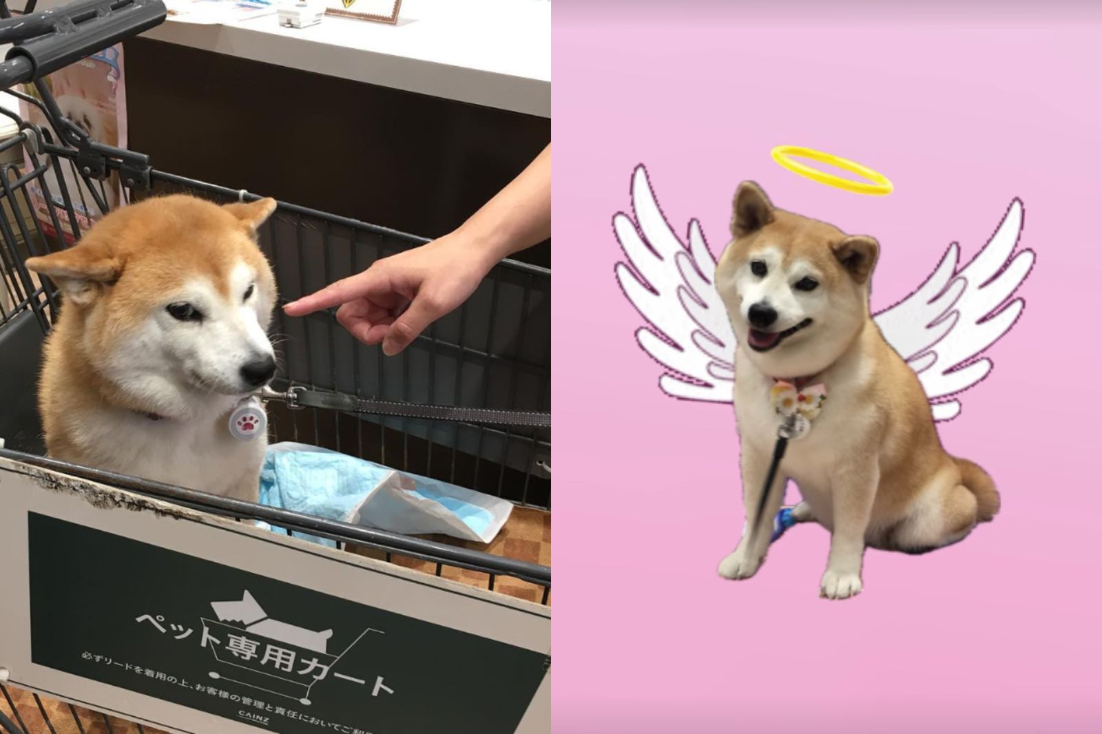 不可以色色」柴犬當天使了！喊話粉絲：期待有一天再見