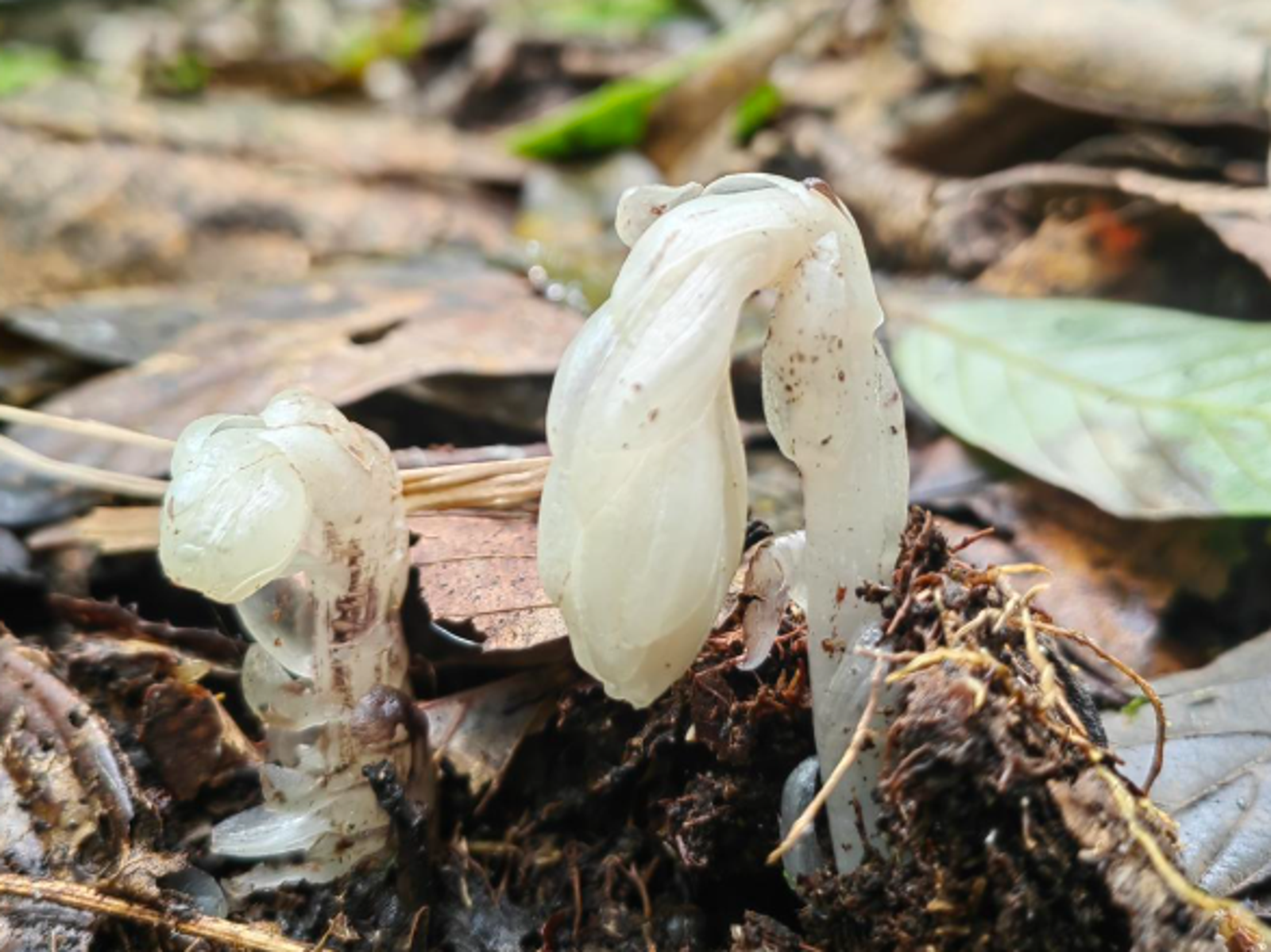 一年只露出地表40天!哀牢山驚現「冥界之花」 專家籲:千萬不要碰