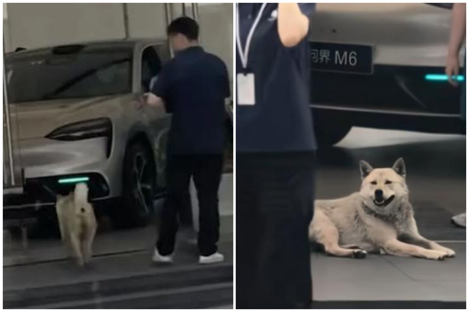 548天的雙向奔赴!店員開門讓浪犬「蹭冷氣」 有人想領養牠都不肯走