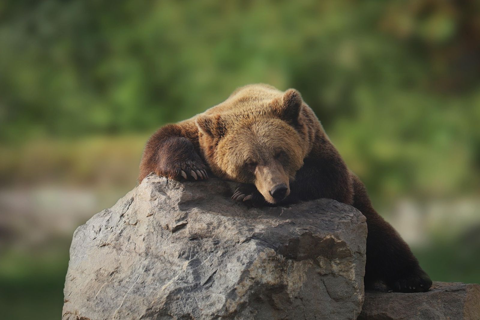 北海道的熊似乎還沒進入冬眠準備狀態。示意圖/翻攝自免費圖庫pixabay