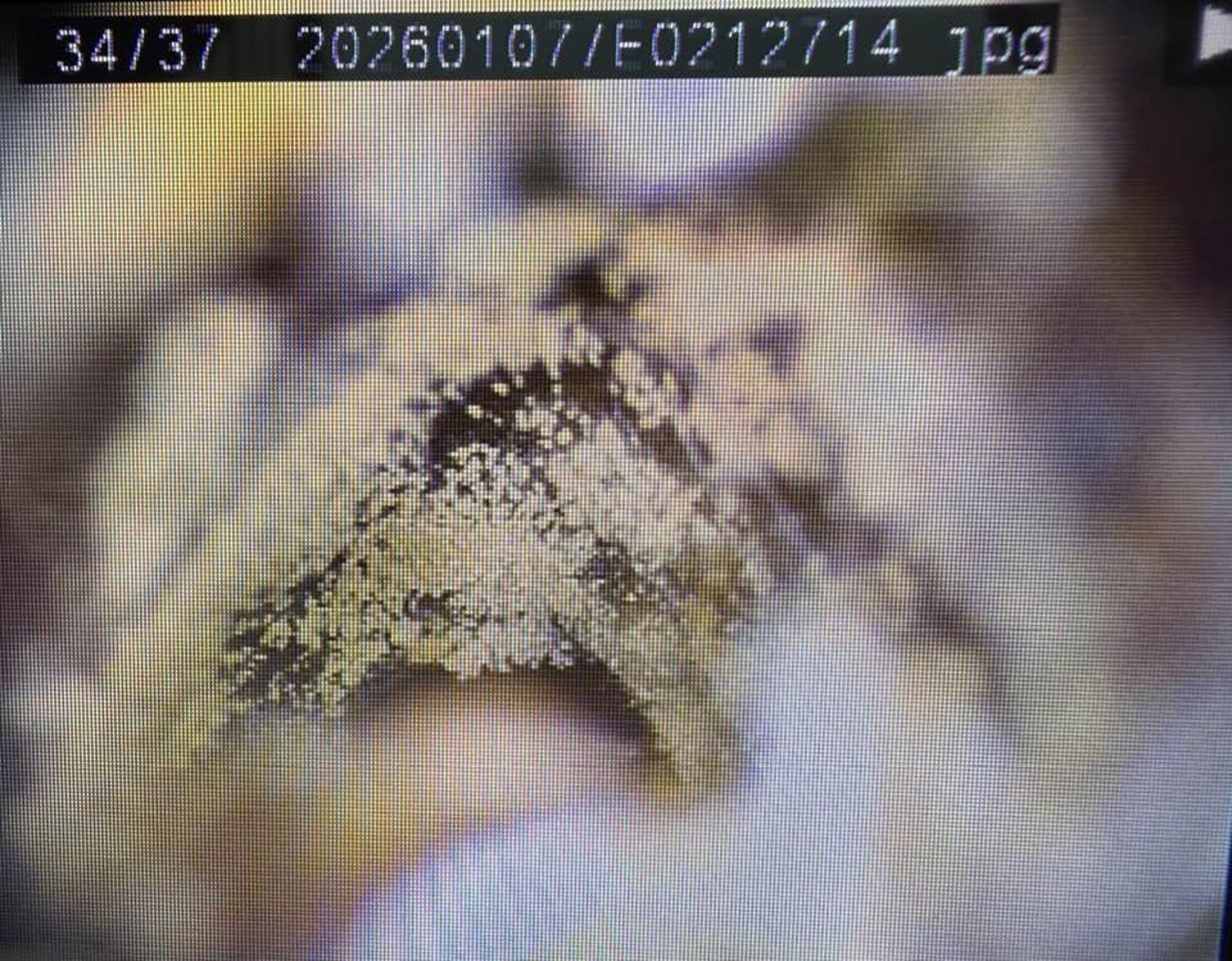 一名年輕女性因兩耳搔癢、耳悶塞求診。內視鏡檢查發現，耳道內竟長滿毛茸茸、類似香菇的黴菌。圖／翻攝自臉書「黑倫醫師x健康諮詢」