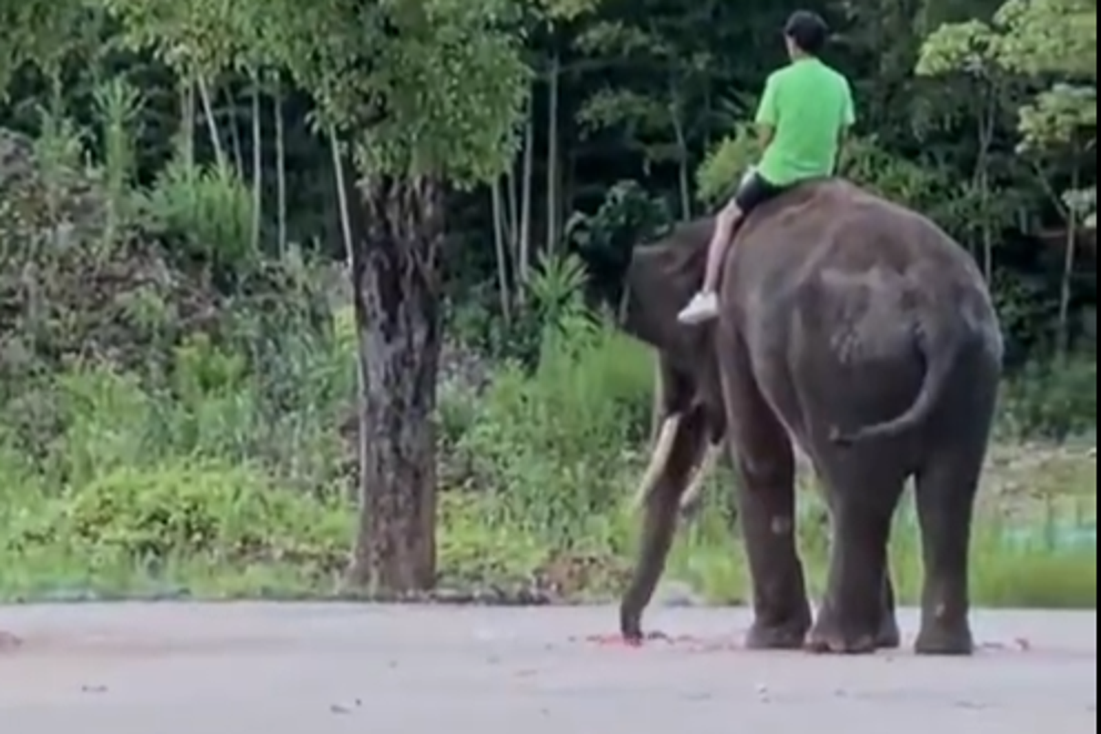 大象專注的吃著西瓜。圖／翻攝自微博
