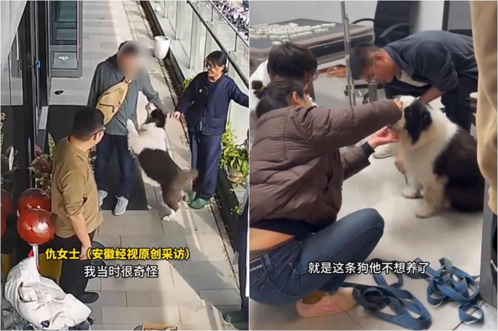 2200元救一命！聽裝修工想「宰狗來吃」急出手…掃晶片驚見「他根本不是主人」