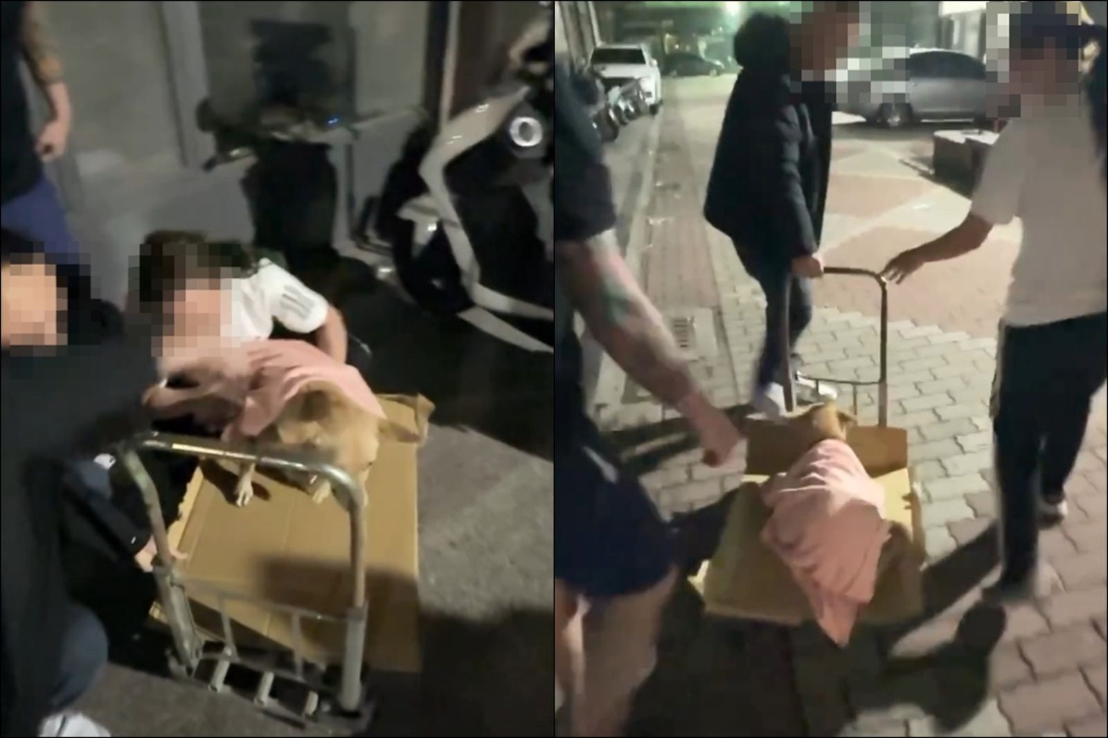 狗狗被搬上推車後送醫。圖/翻攝自Threads