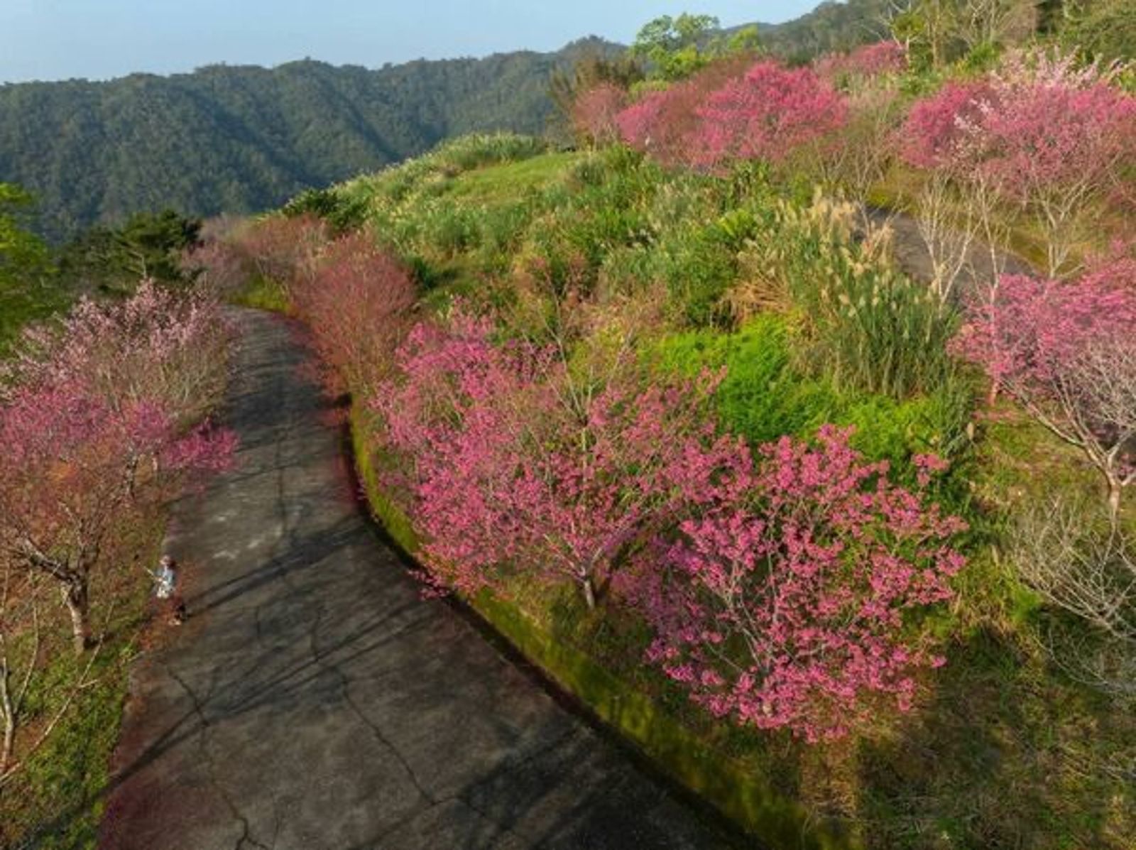 宜蘭在地人推薦走春景點！日系禪風寺廟爆紅　近4公里「燈篙林道」櫻花大爆發