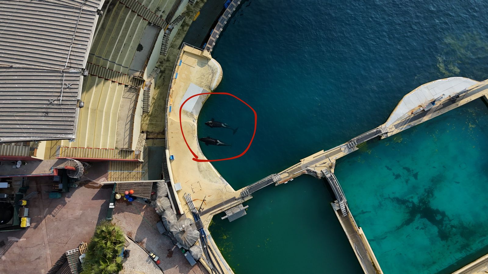 2隻巨大圈養虎鯨在幾乎荒廢的場域中徘徊。圖/取自東方IC