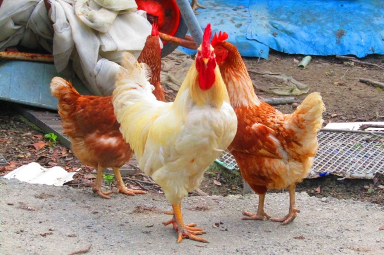 夫妻離婚分財產為「多出1隻雞」卡關！法官想妙招：煮來吃　
