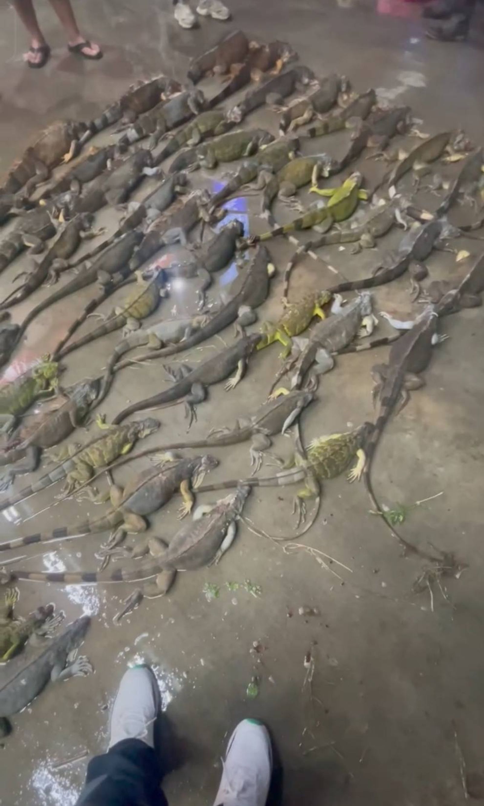 有片／現實版侏羅紀公園？一夜獵捕140隻「綠巨獸」　農民淚訴：紅豆苗全滅