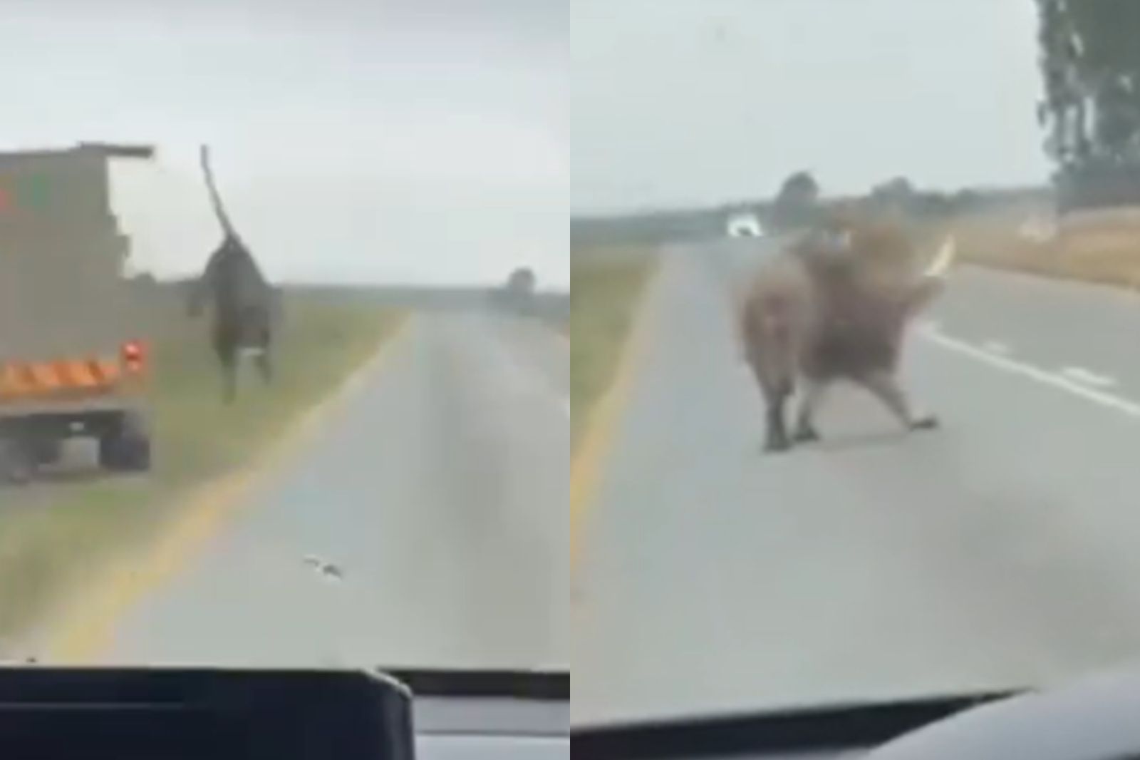 獅子獅落地後在路邊草地上靠樹休息。圖/翻攝自X