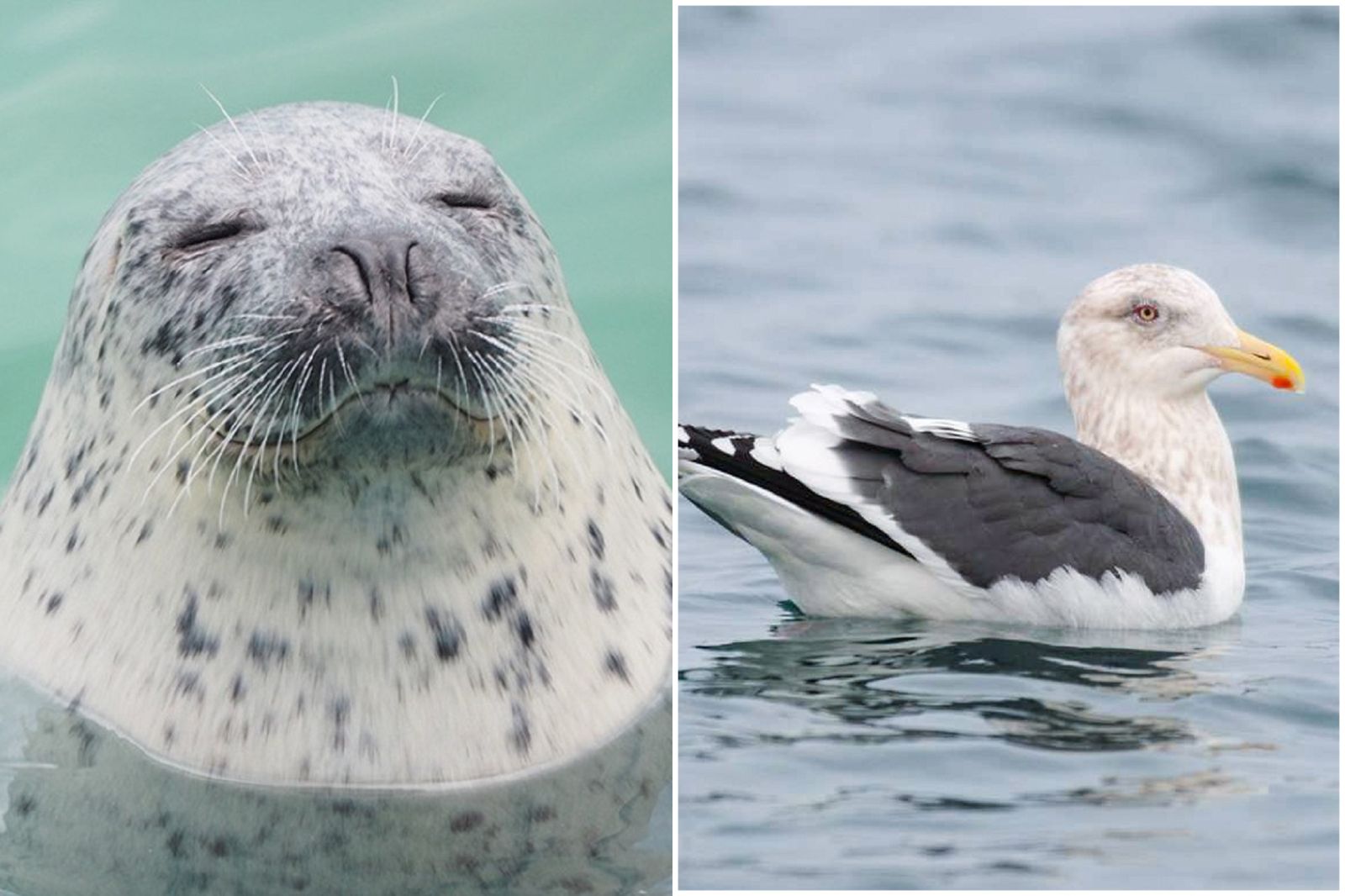 詭異！北海道驚爆海鳥、海豹、海獺大量死亡　出現「中邪」行為