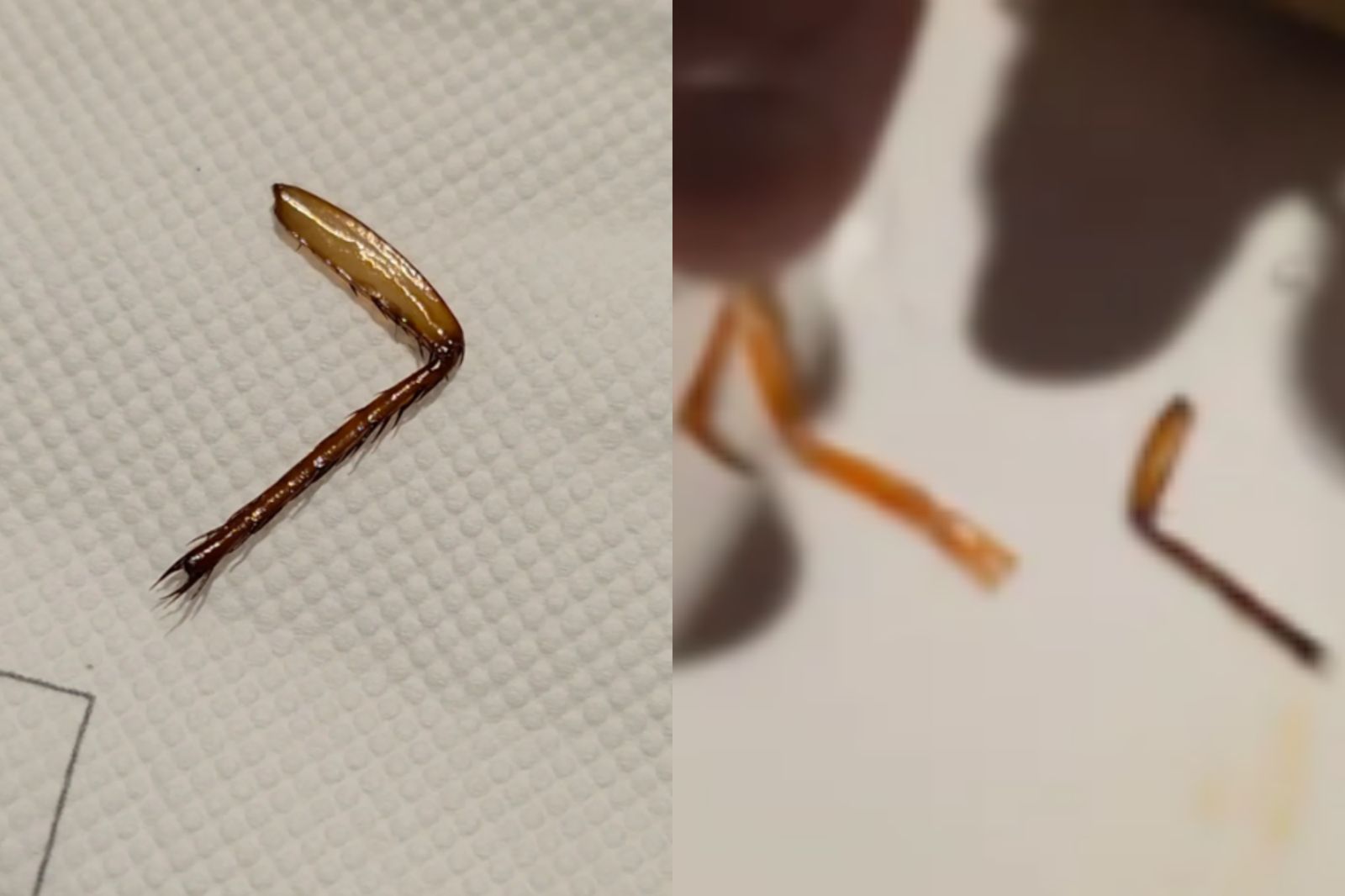 情侶用餐咬到「蟑螂腳」　主廚堅稱是蝦腳！餐廳曝稽查結果
