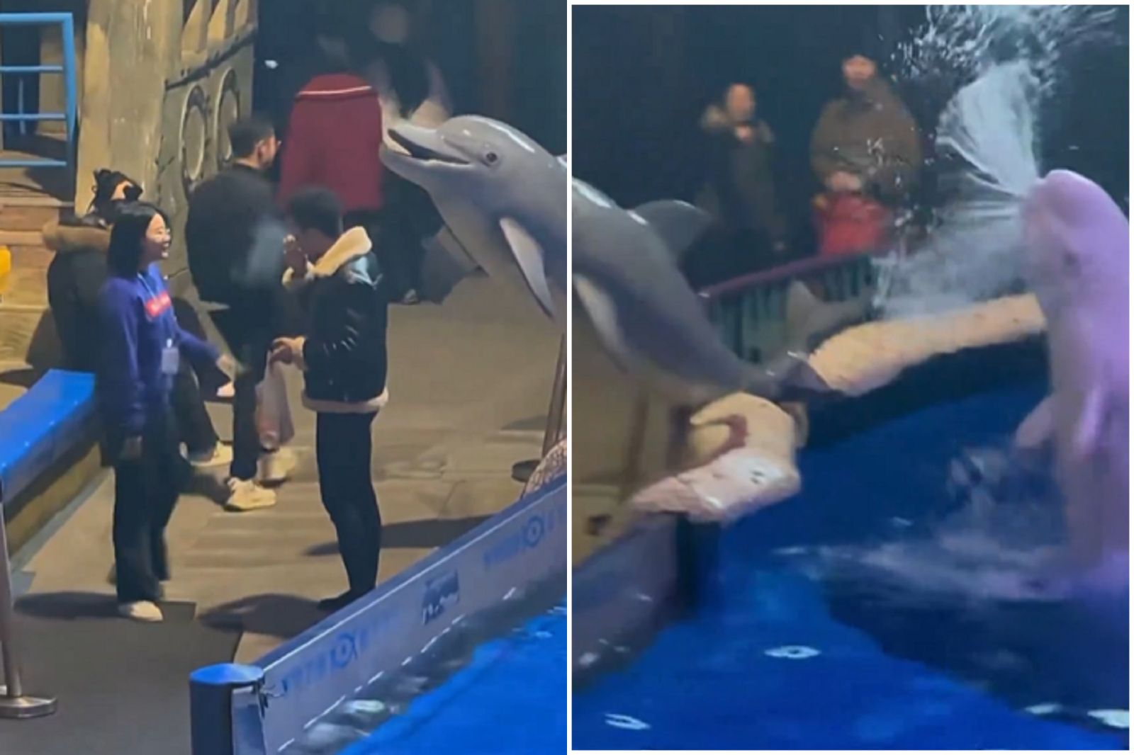 中國客逛水族館超沒品　吸菸勸阻不聽！白鯨直接噴水滅了