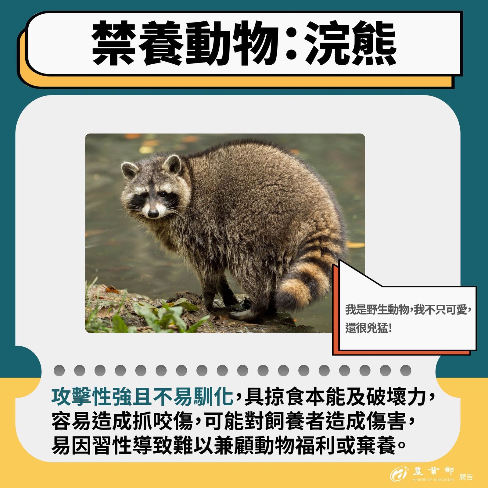 因浣熊攻擊性強、不易馴化,農業部已公告今年5月1日起禁養浣熊,若已飼養的民眾,要依流程登記備查,否則最高可罰25萬元,並沒入動物。翻攝fb農業部