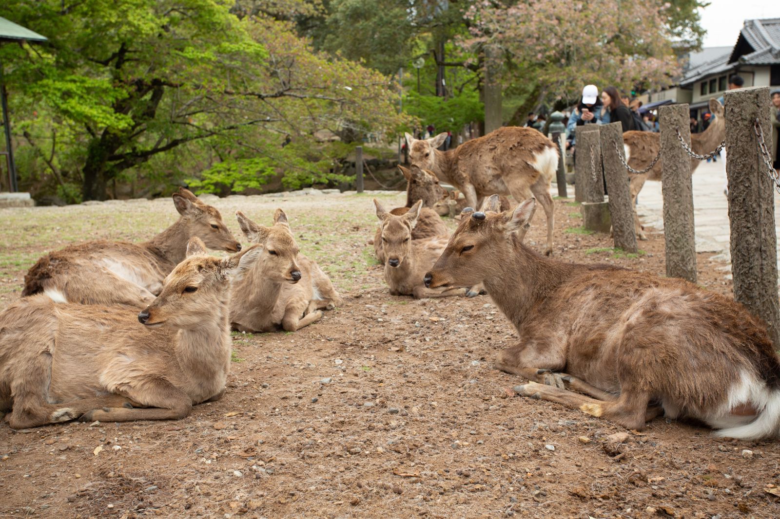 奈良公園又出現攝狼！外國女遊客蹲低餵鹿「內衣全被拍」