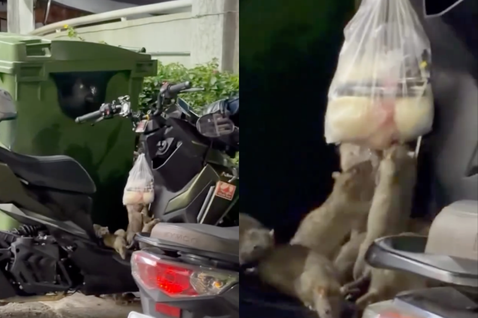 台中驚見「老鼠大軍」爬機車搶食!湯湯水水險炸開 在地曝5個月屢次發生