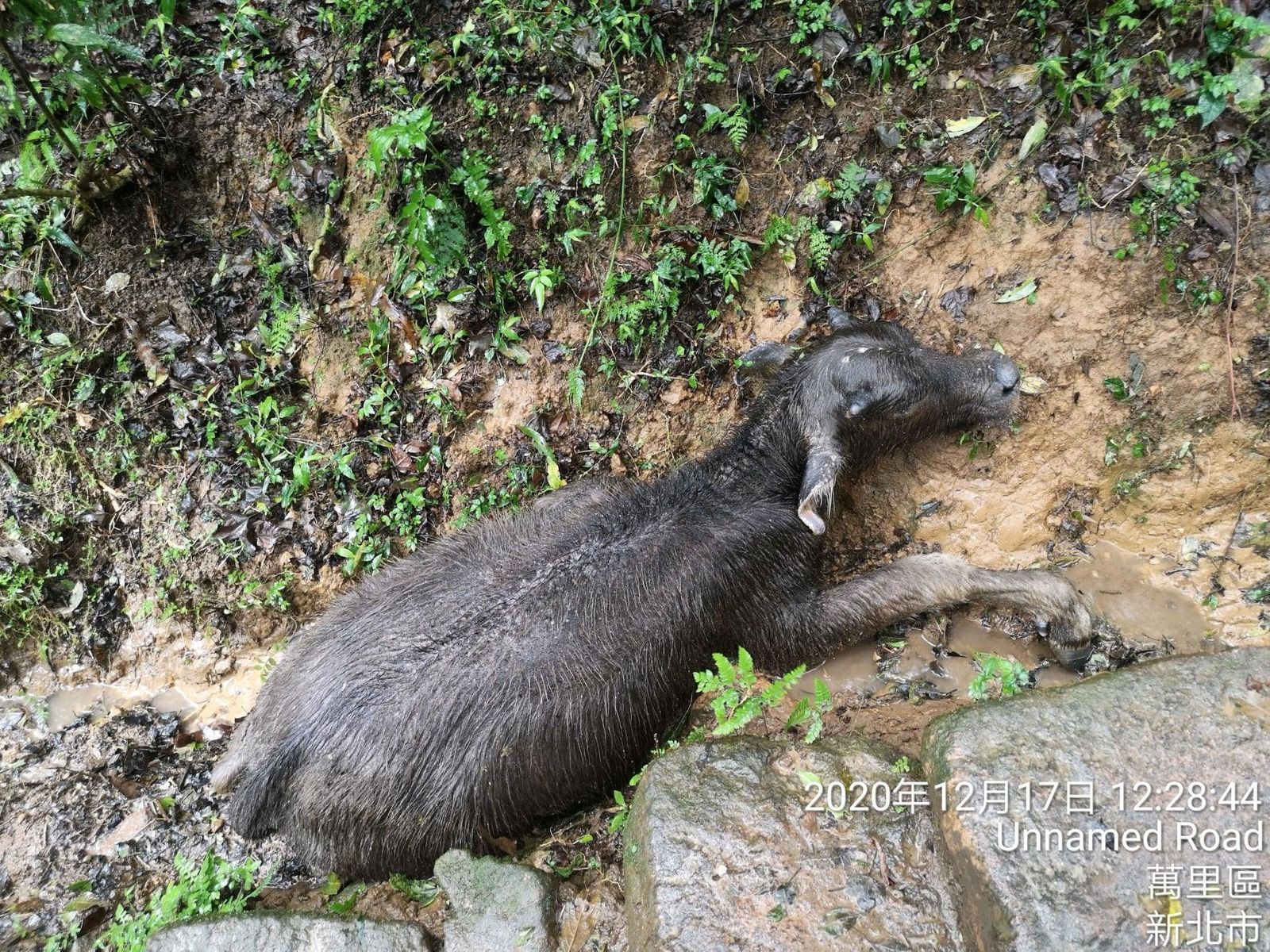 想覓食還被牽回!擎天崗水牛集體暴斃 判決逆轉陽管處「餓死水牛」確定