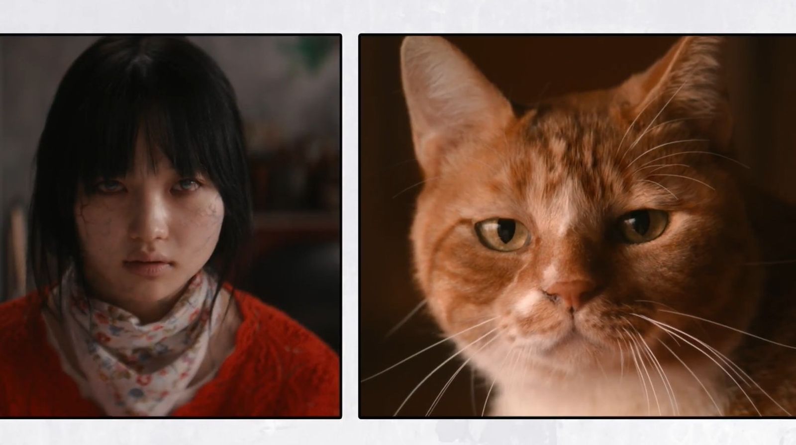 不只崔惟理被大讚是神選角，天才貓咪演員「金童」也為該片畫龍點睛。車庫提供