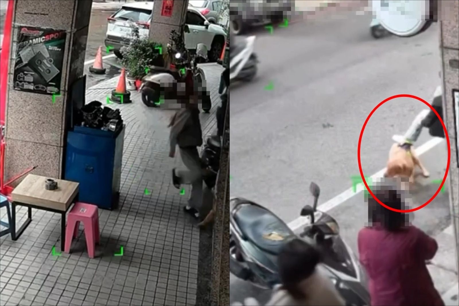 中壢機車行爆虐狗!黃金獵犬「乖乖趴著挨打、遭踹」畫面瘋傳…飼主竟辯:是孩子年紀小