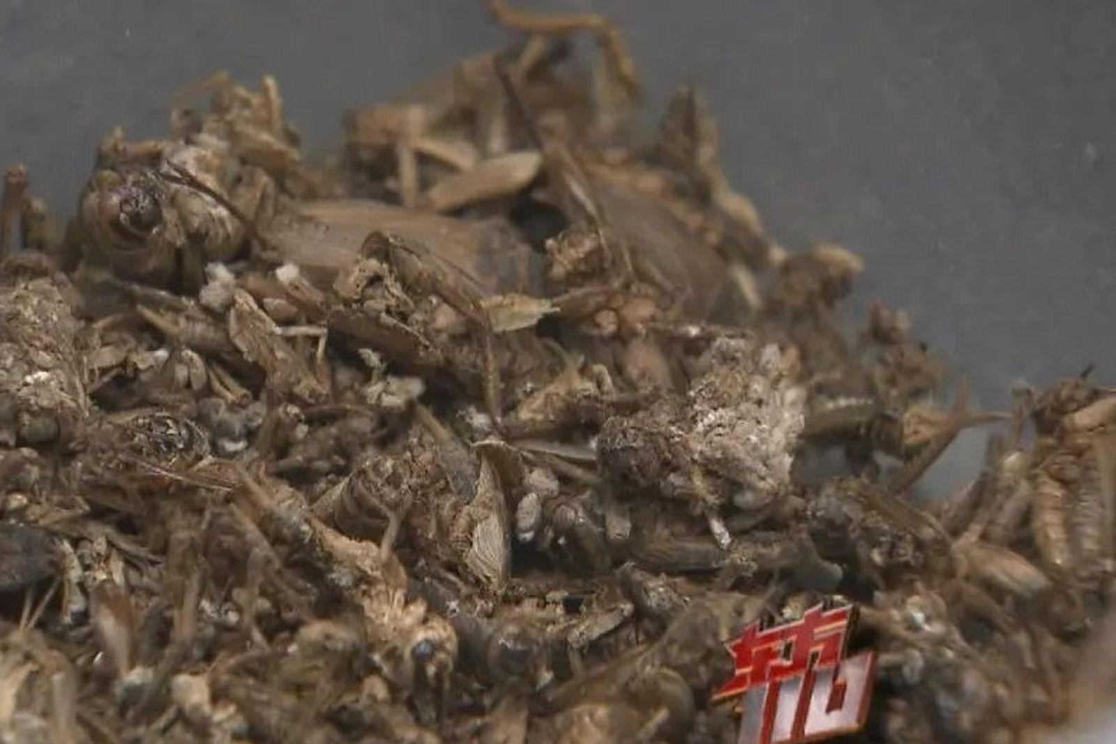 上海妙齡女蹭吃蹭喝白嫖2個月，還自備「死蟋蟀」誣陷旅館獲得免費住宿。圖／翻攝自微博