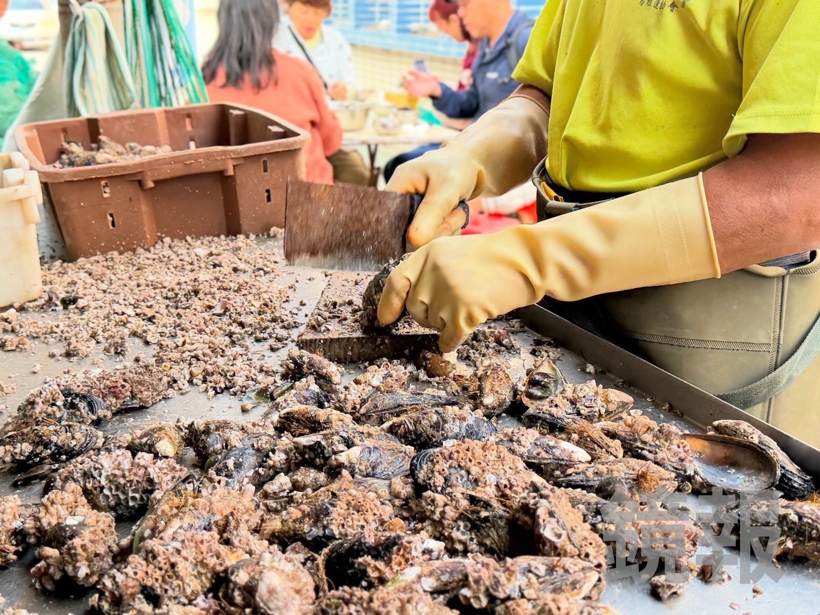 淡菜殼上會附著很多藤壺,會用菜刀敲掉後再秤重。