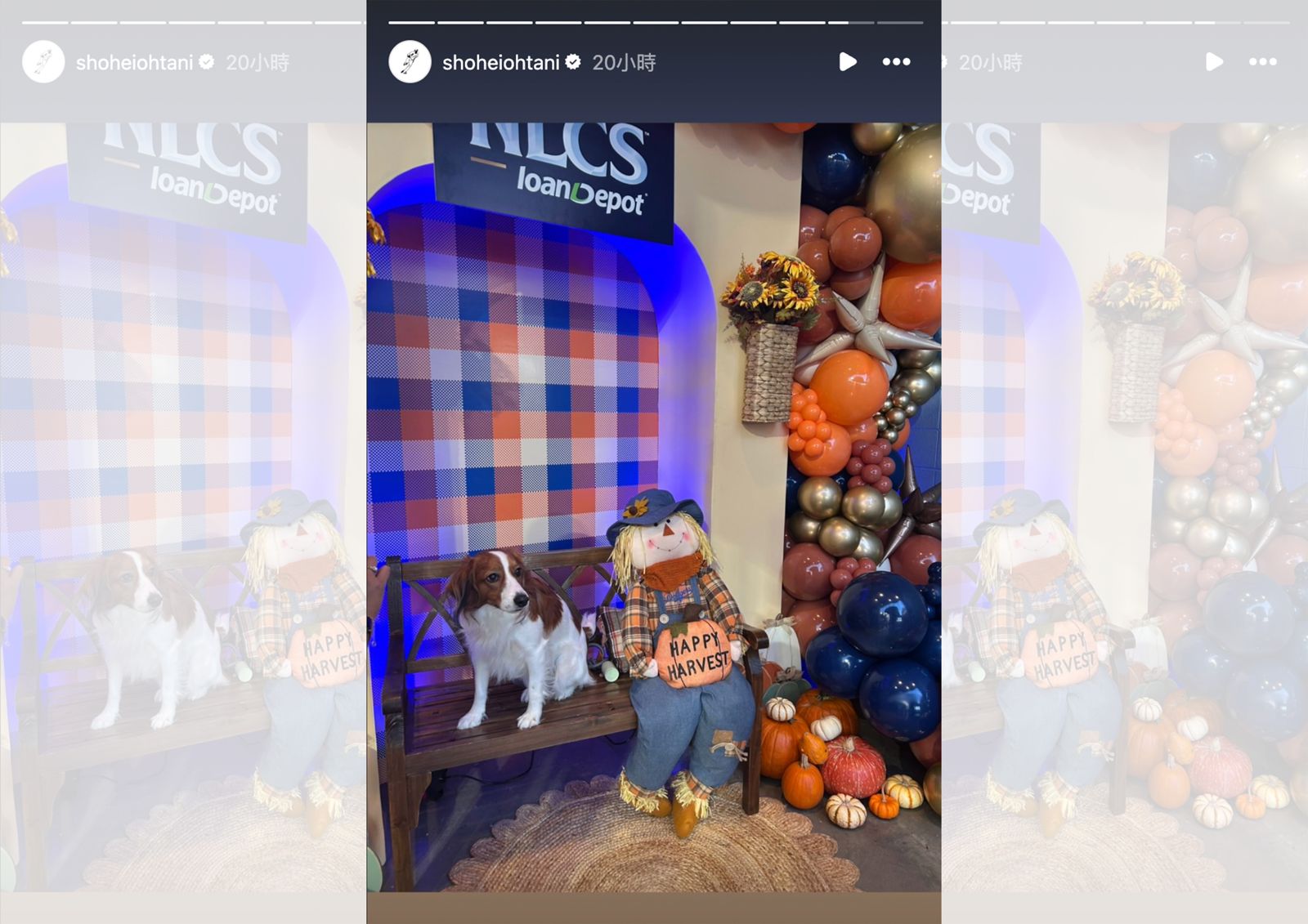 MLB／大谷翔平社群曬愛犬Decopin萌照　球迷直呼：「激戰後最強療癒畫面」