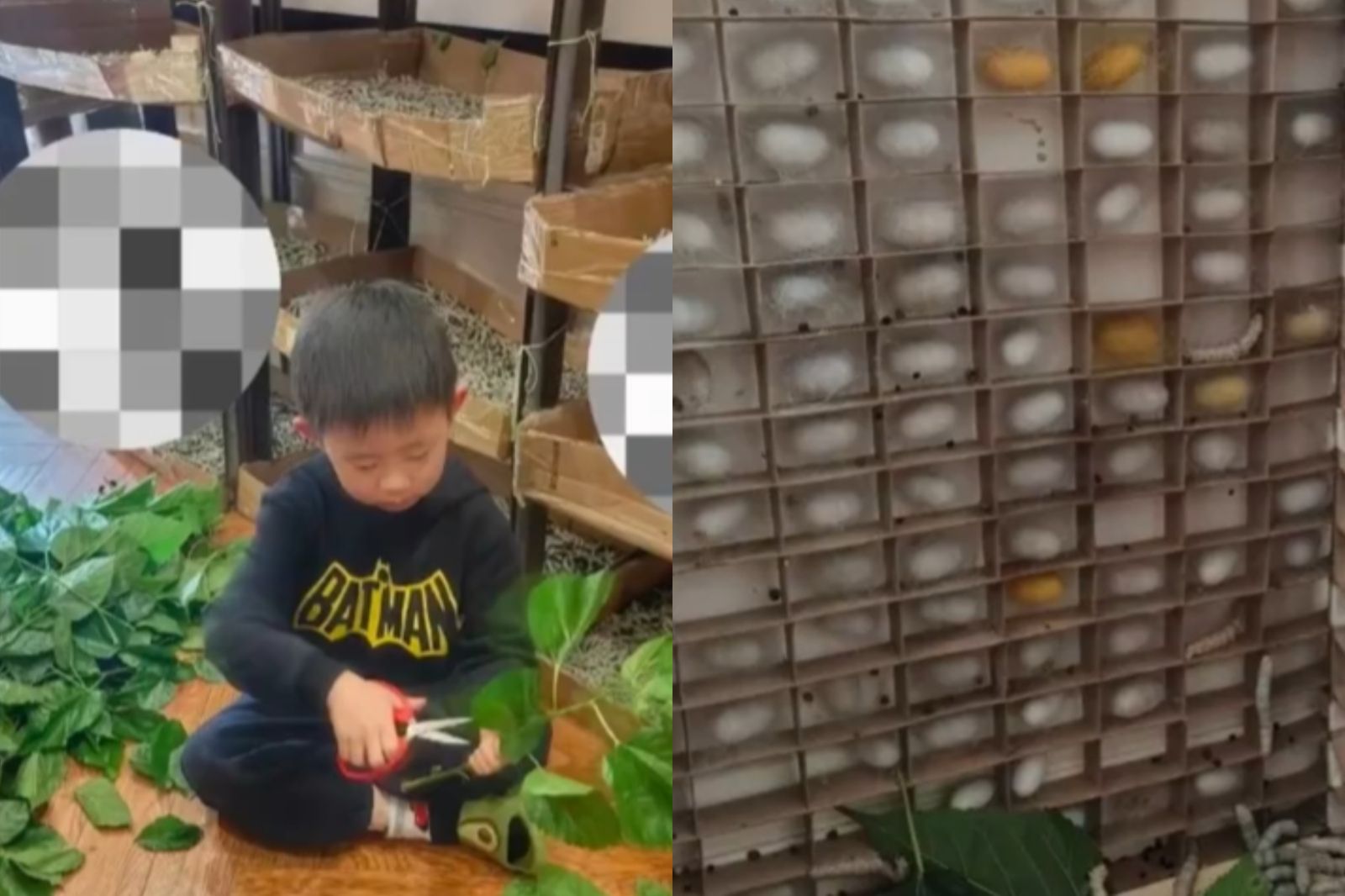 兒子想做蠶絲被!家人網購「1.2萬隻蠶寶寶」 母崩潰:邊害怕邊收拾