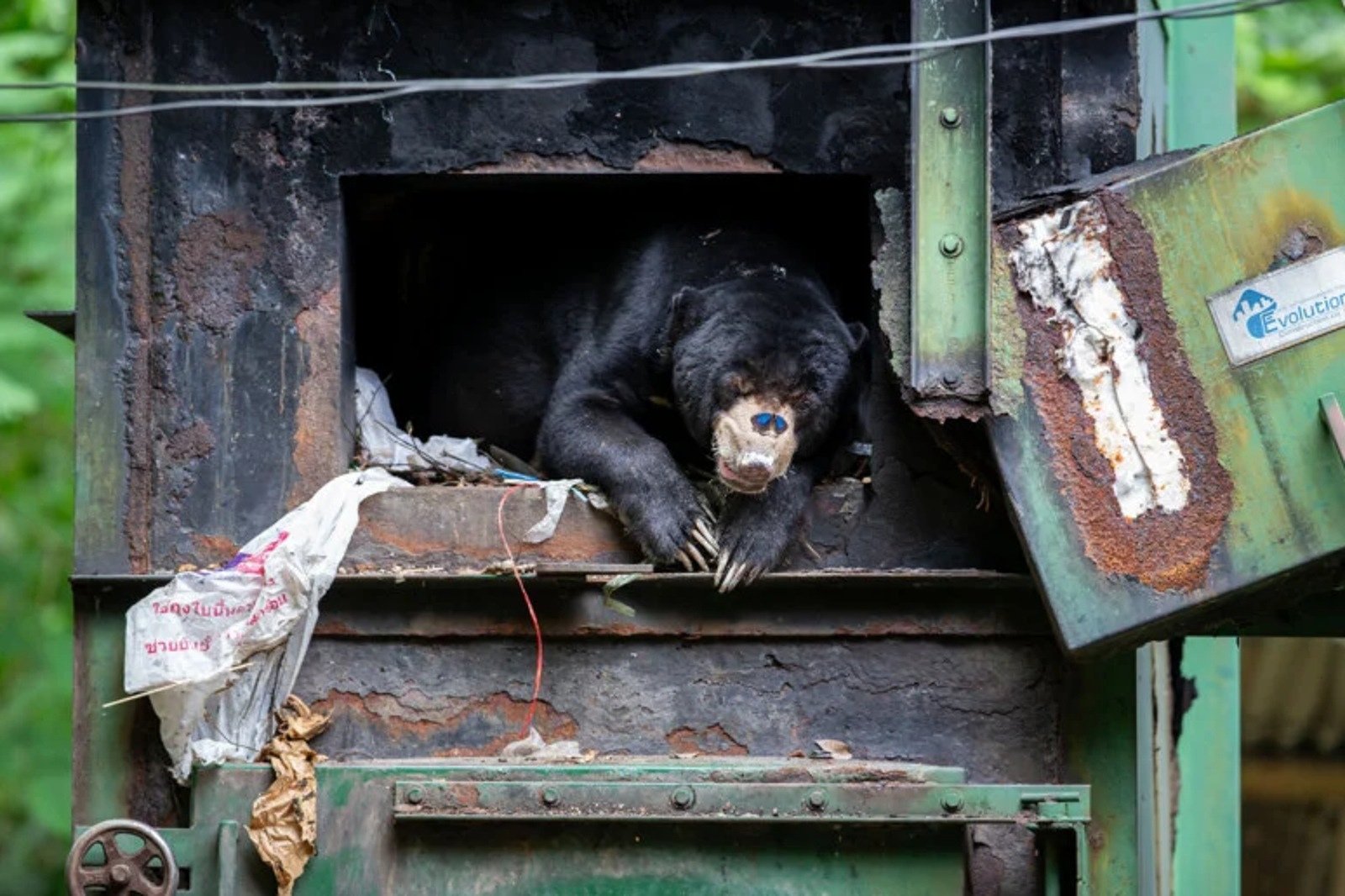 一隻蝴蝶停留在馬來熊鼻尖。圖／Wildlife Photographer of the Year官網