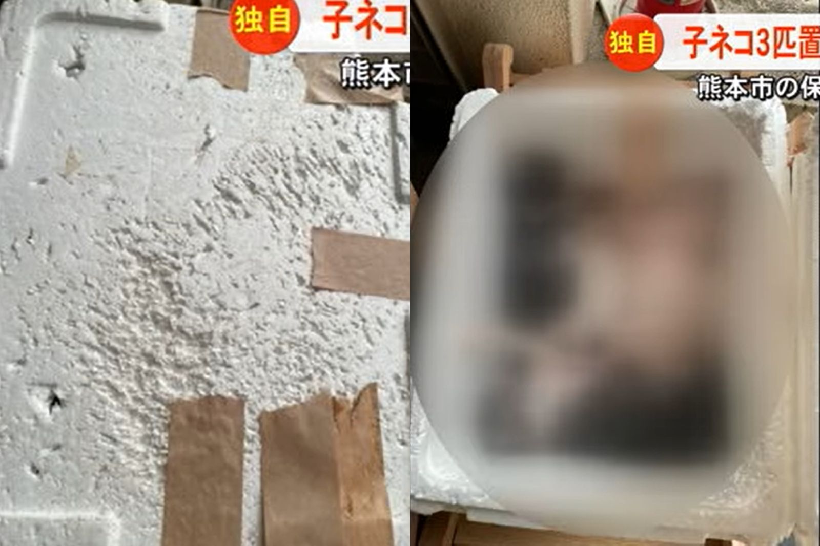 救援成虐待？貓咖驚見箱內3具貓屍　疑求生滿片抓痕惹心碎
